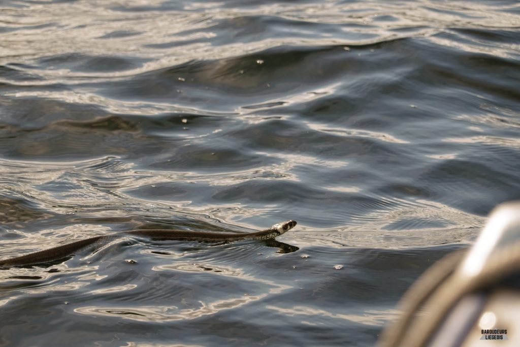 couleuvre à collier Varmland suède lac
