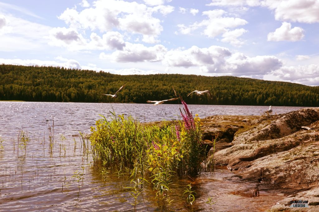 paysage Varmland suède lacs canoë trip nature