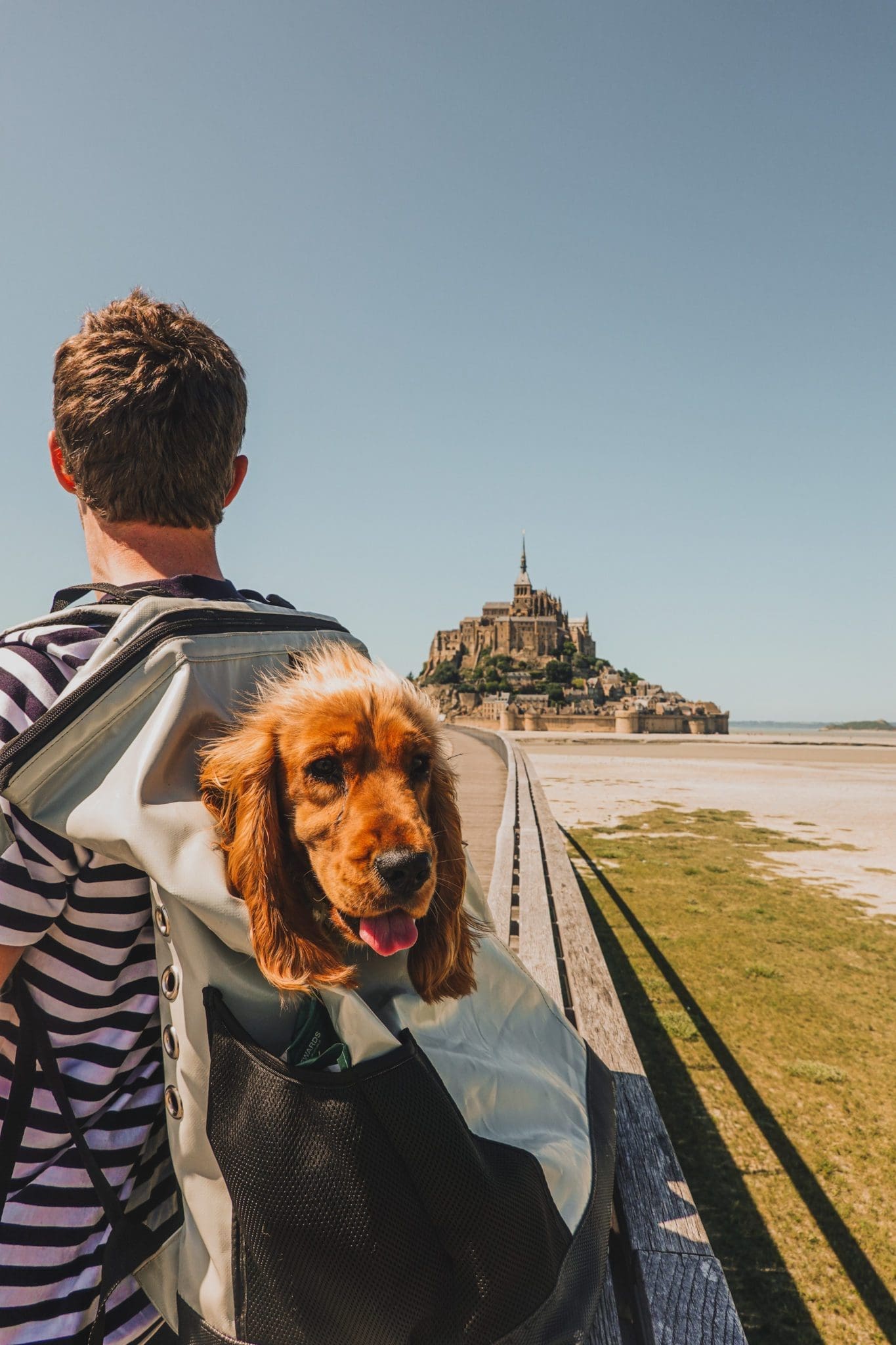 Les Chiens Sont Ils Autorises Au Mont Saint Michel