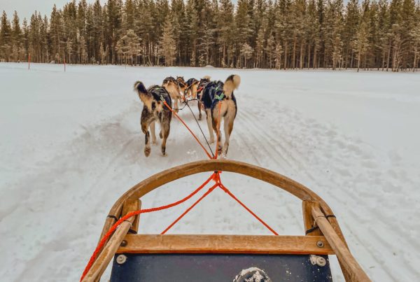 faire du chien de traineau Laponie Finlande