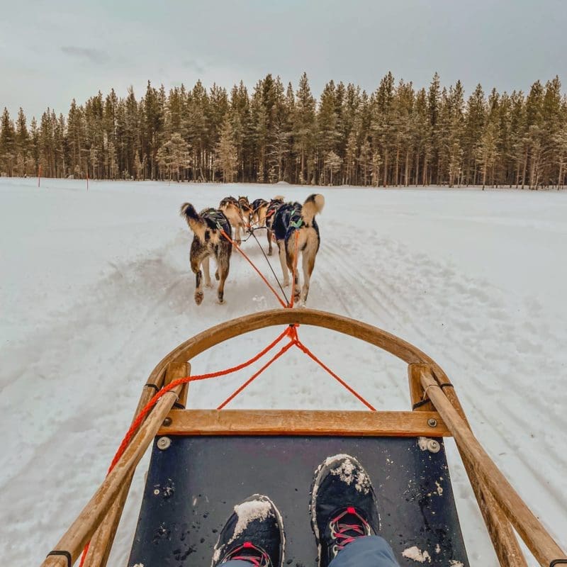 faire du chien de traineau Laponie Finlande