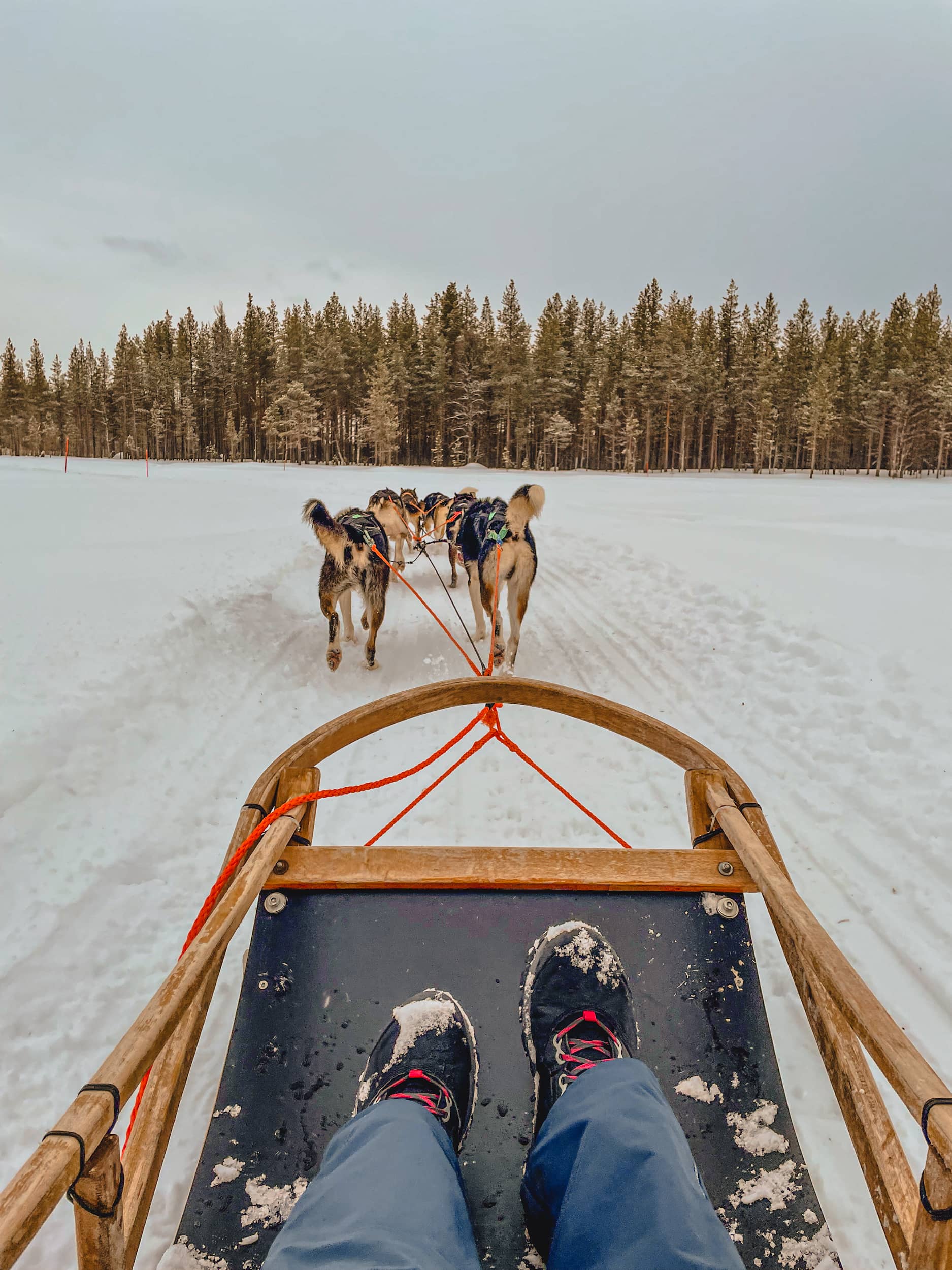 faire du chien de traineau Laponie Finlande 