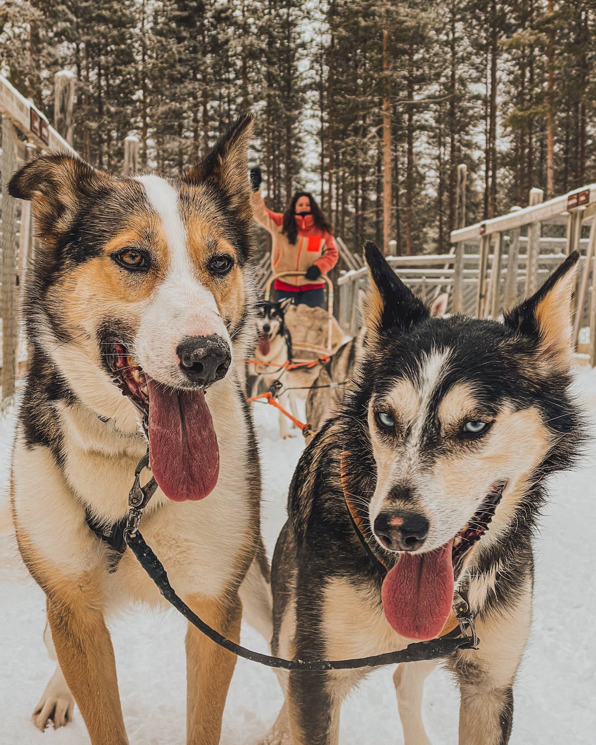 voyage en Laponie finlandaise huskies 
