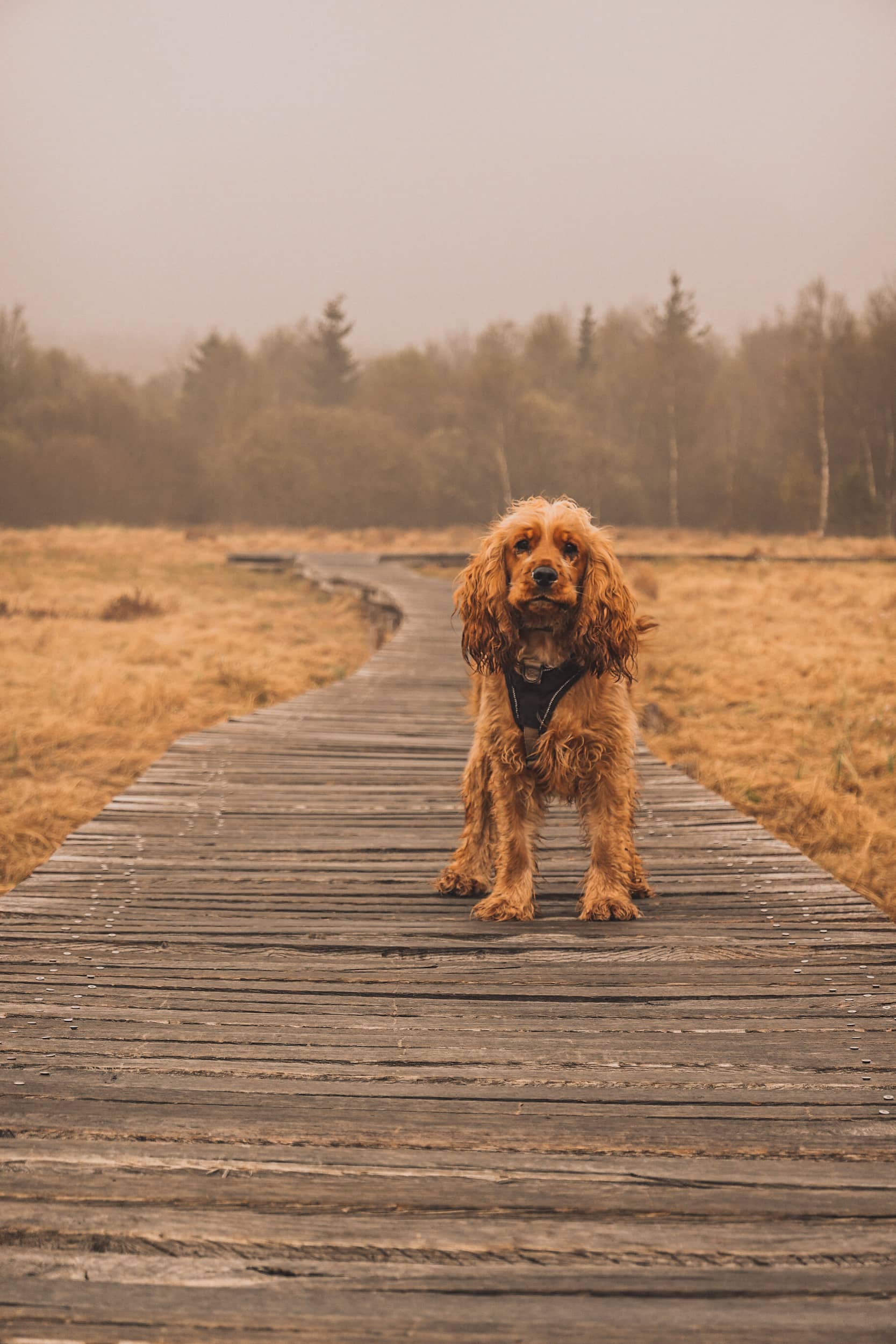 duckboard walk in Belgium dog allowed 