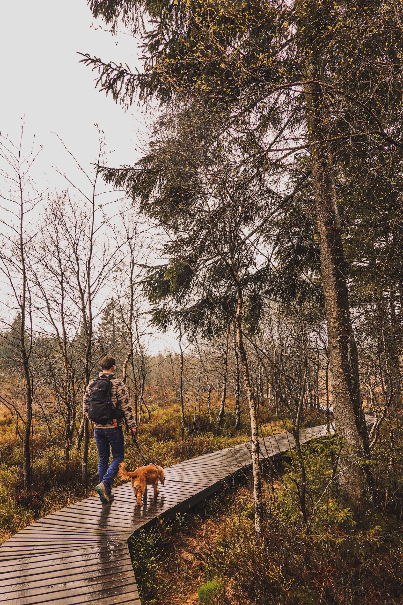 duckboard walk in Belgium dog