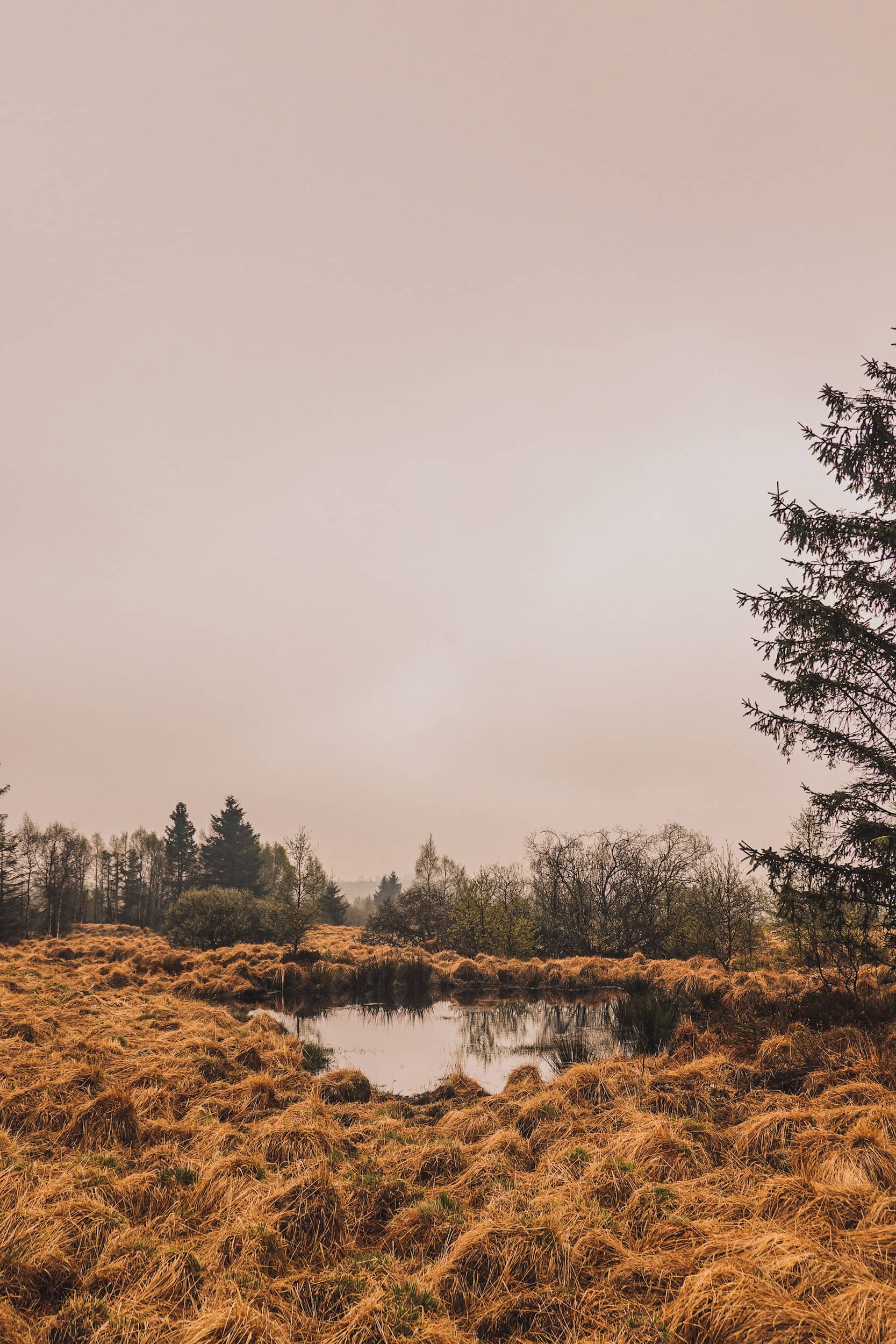 fagne de la poleur balade hautes fagnes 