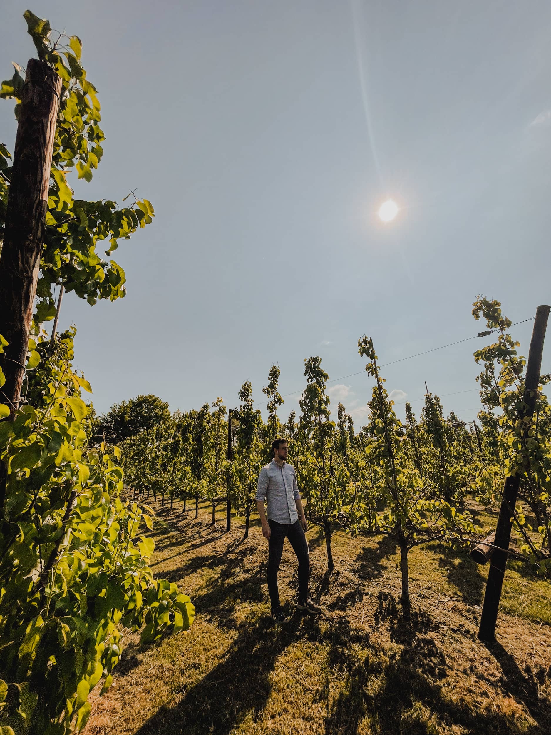 Vlooybergtoren walk in Tielt 