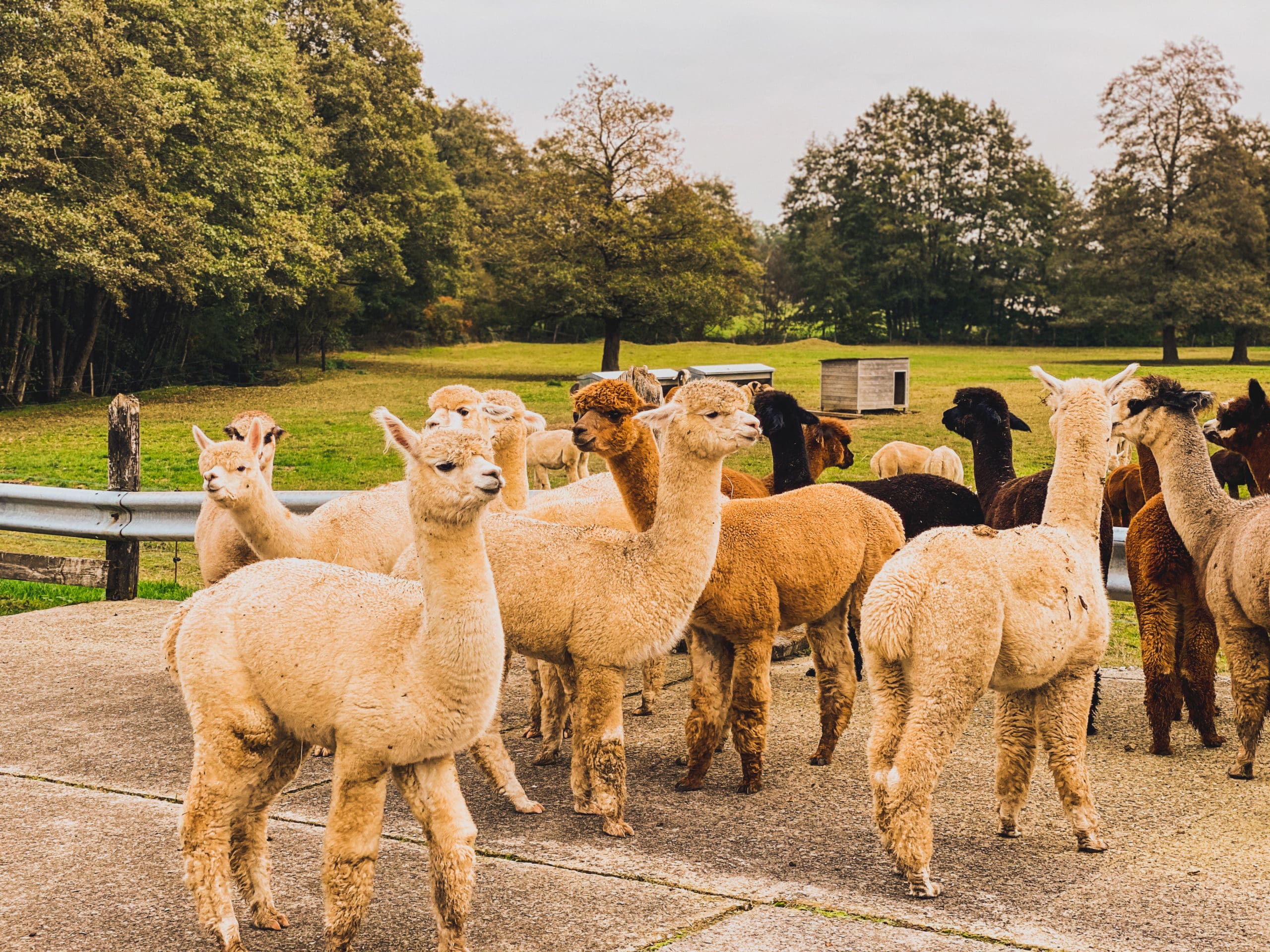 alpagas du maquis boerderij met alpaca's 