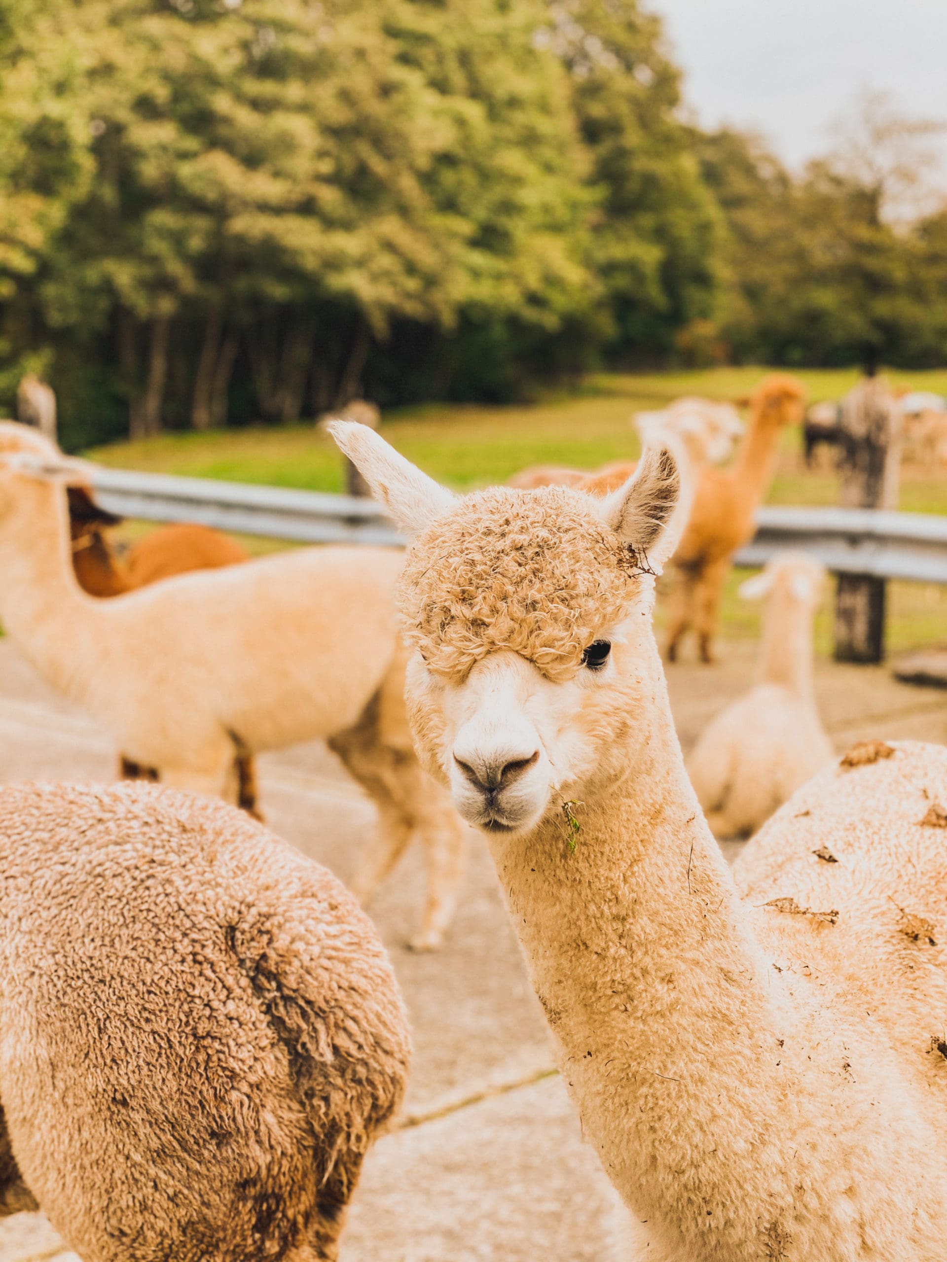 Activiteit om te doen in België alpacas 