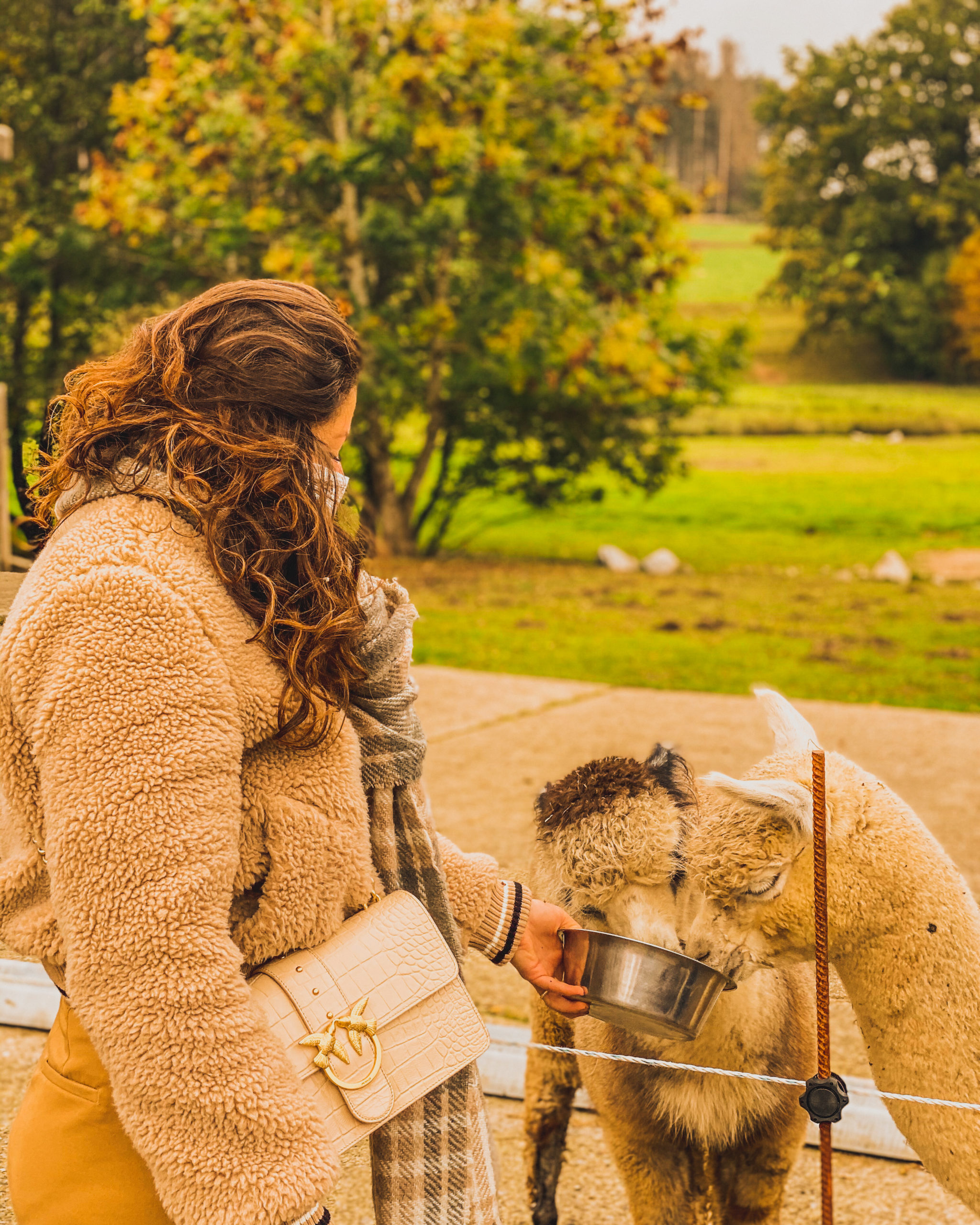 Activiteit om te doen in België: bezoek een alpaca boerderij in Gouvy