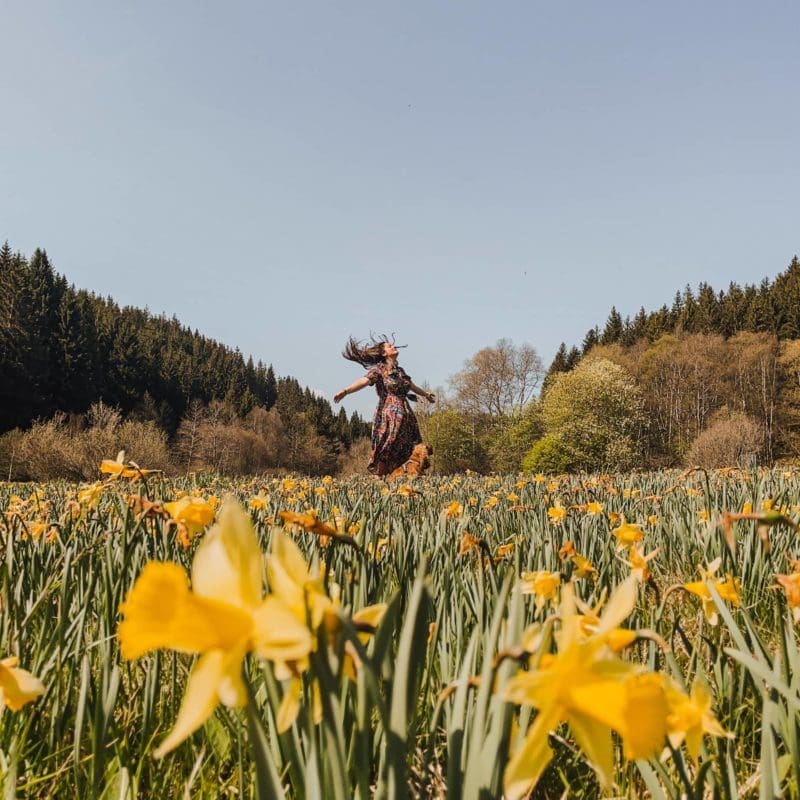 balades des jonquilles belgique rocher bieley