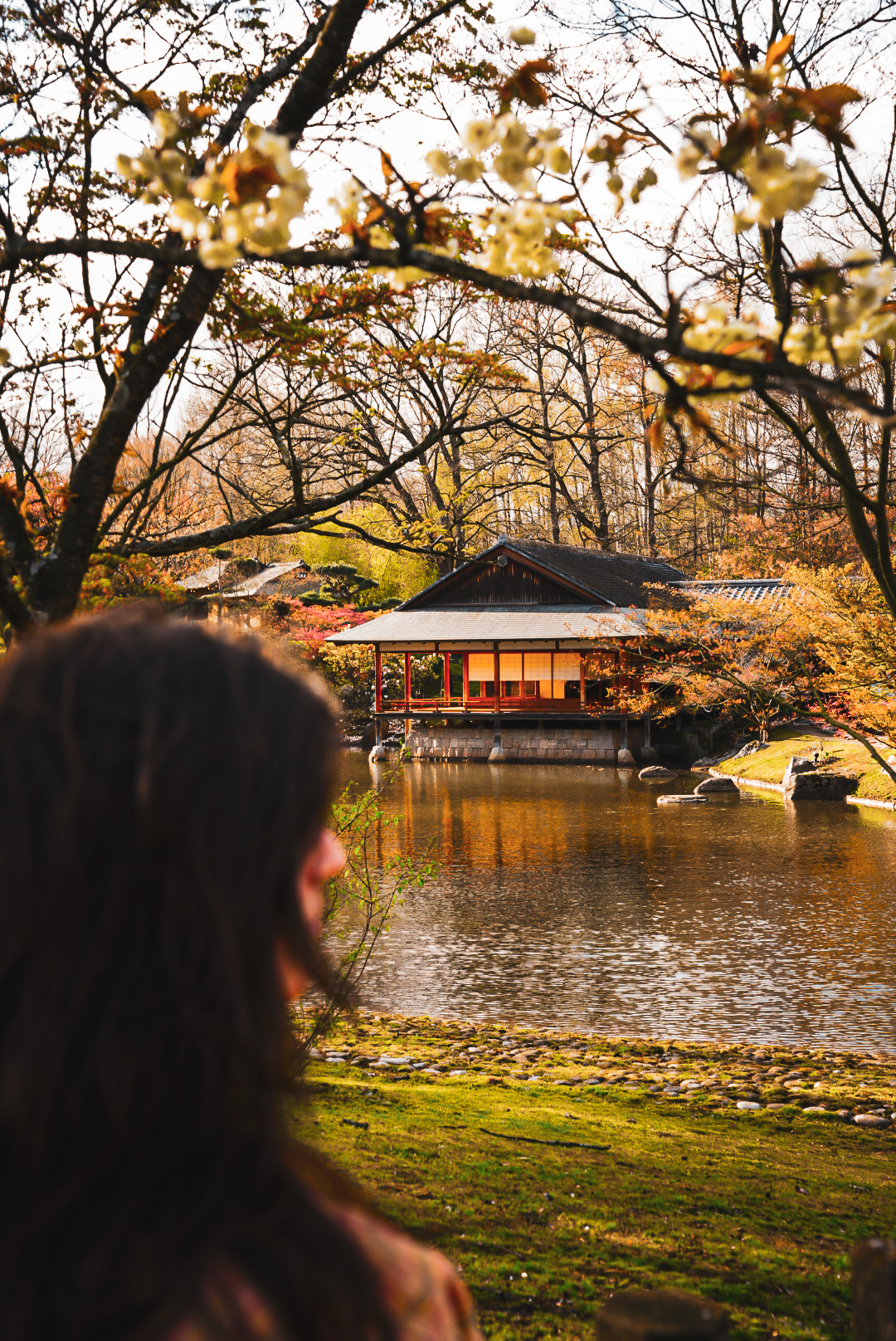 Visite du Jardin japonais d’Hasselt pour la saison des Cerisiers en fleur
