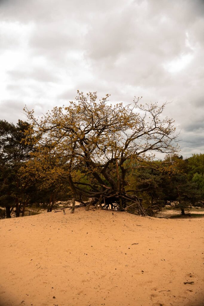 parc naturel de le haute campine 