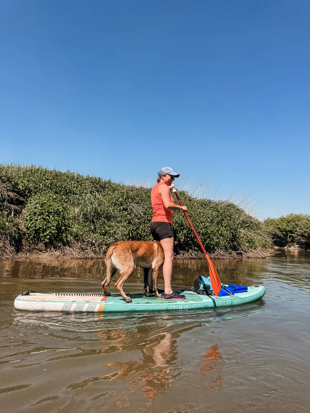 dog paddle Belgique 