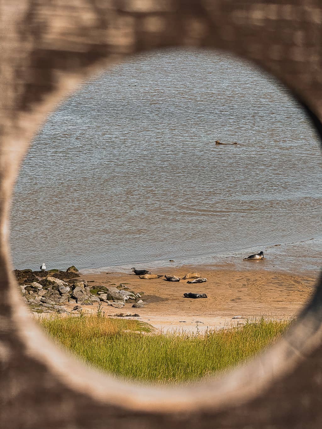 voir les phoques à Texel