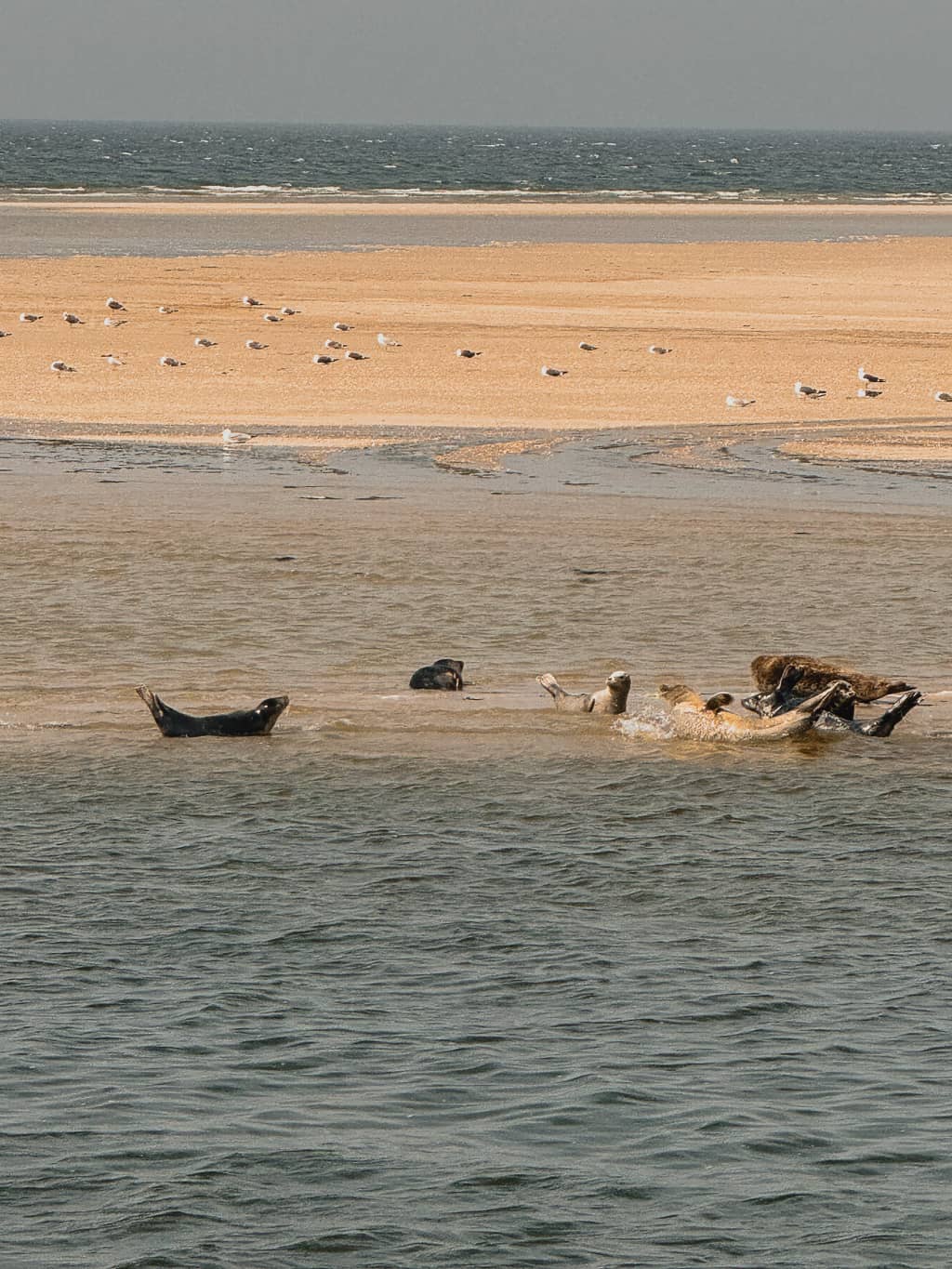 où voir les phoques aux pays bas sauvage