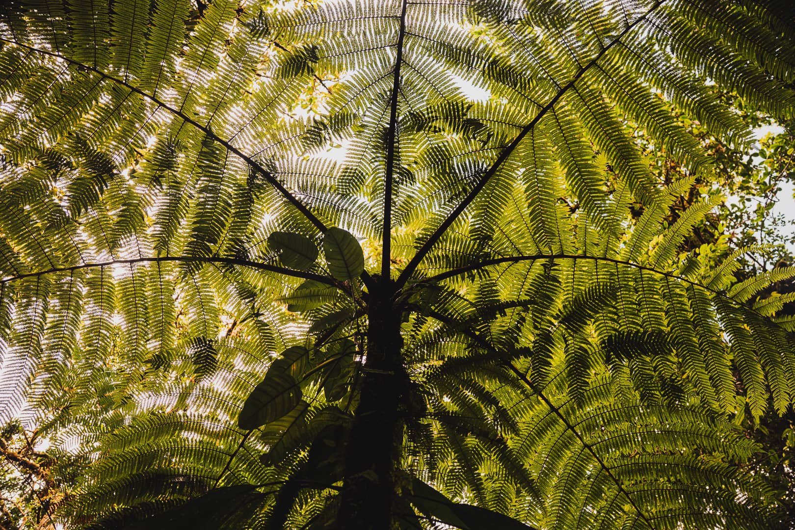randonnée dans la jungle guadeloupe 