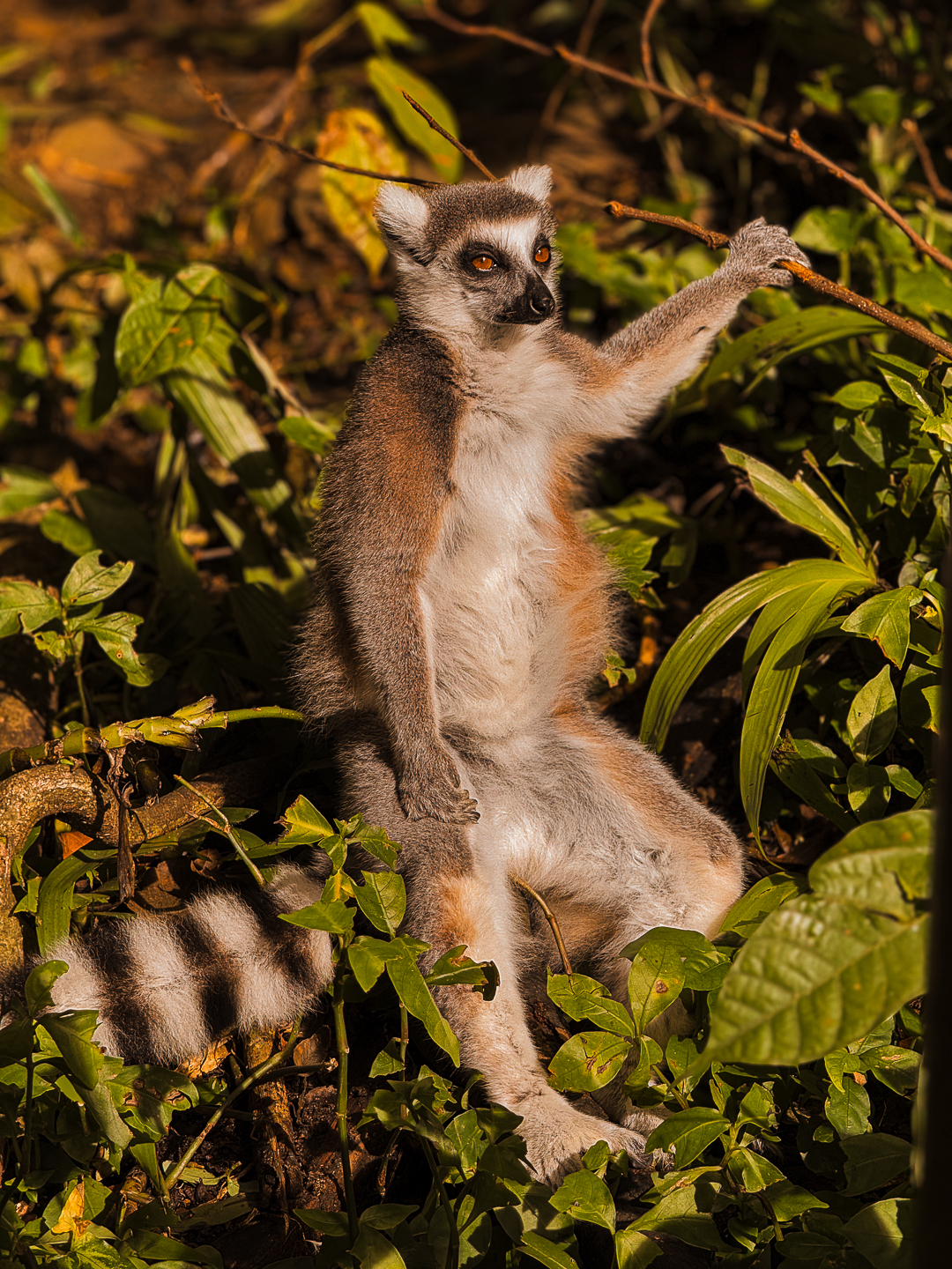 visiter le parc des mamelles 