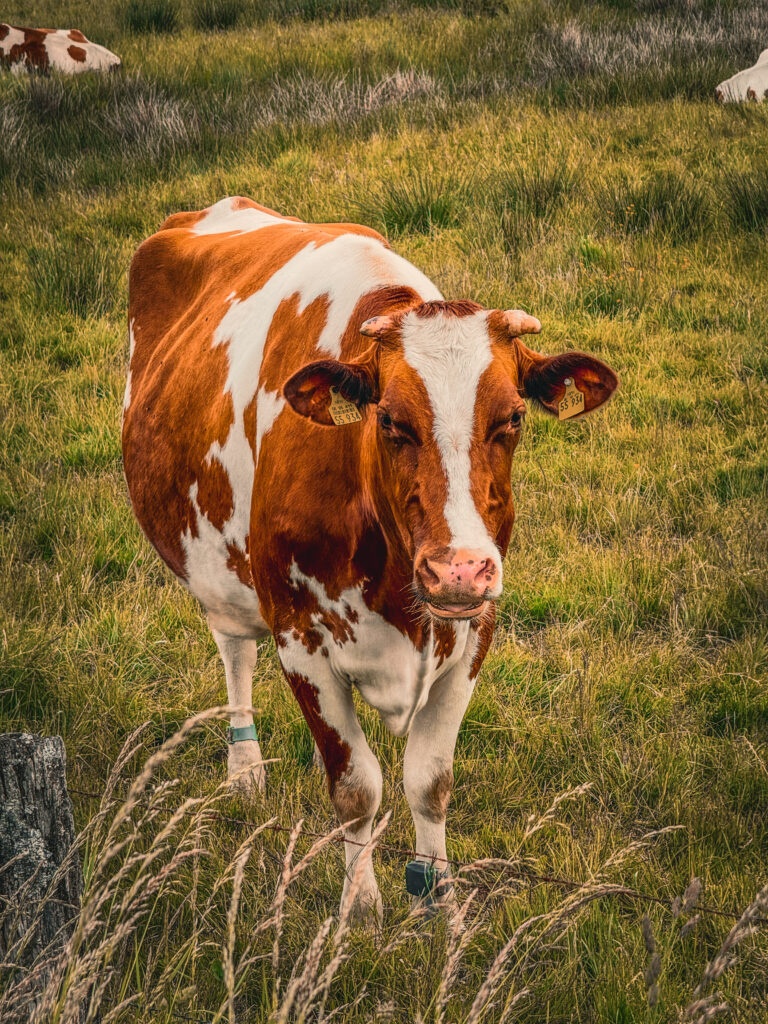Faune sur le Ravel du Vennbahn