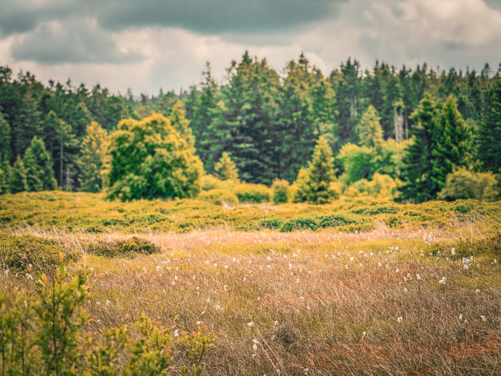 Vue sur les fagnes en vélo avec linaigrettes