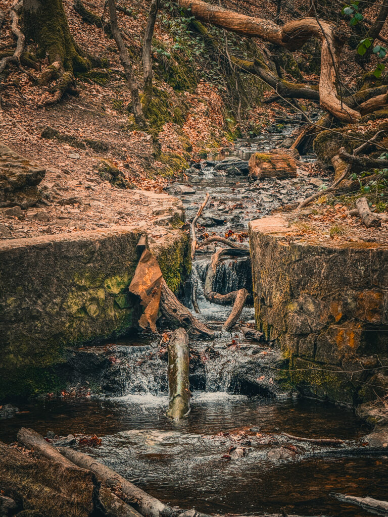 Trail dans les bois du Sart Tilman 