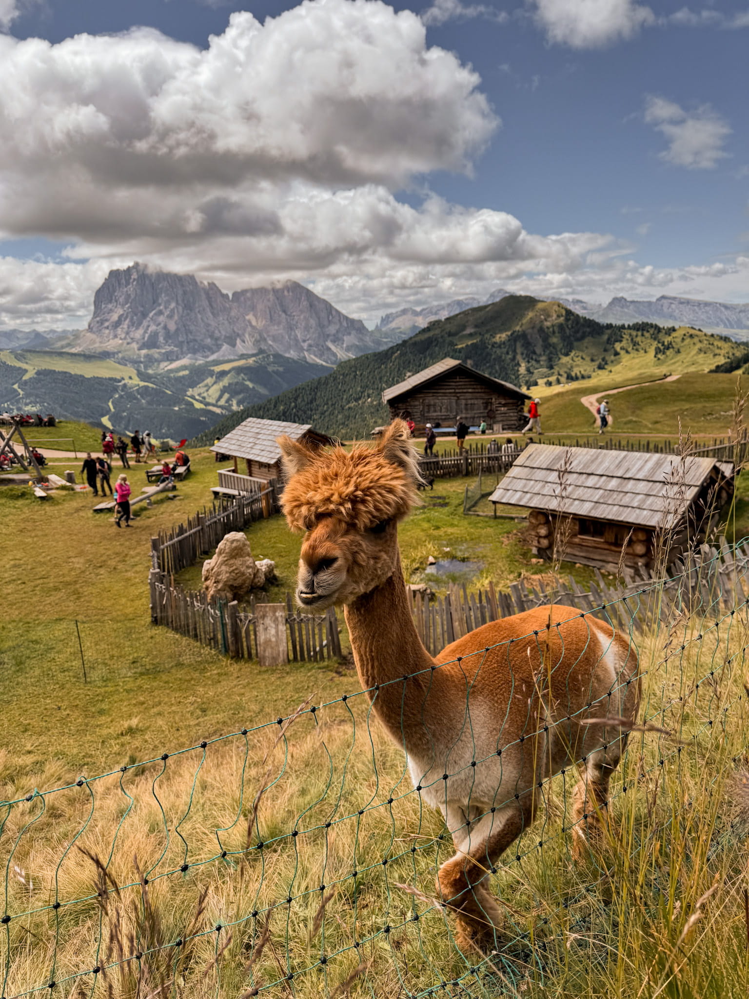 seceda dolomites avis 