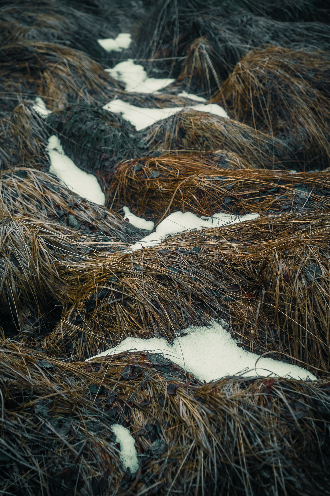 Brackvenn Hautes Fagnes