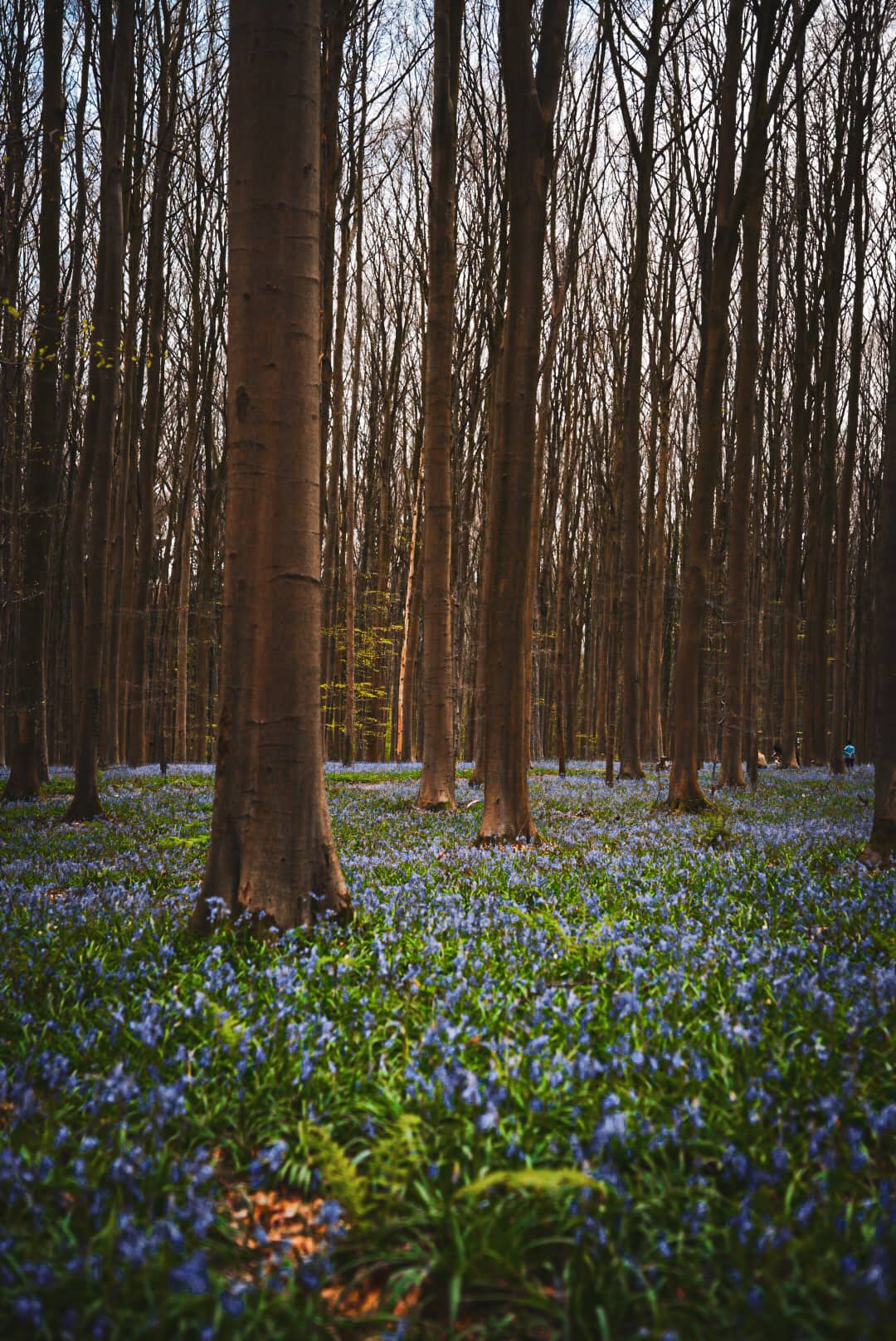randonnée printemps belgique