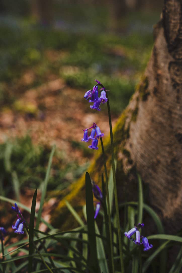 jacinthes bleues hallerbos